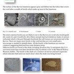 Geology-Sheet-18-Fossils