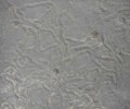 Animal tracks & wave ripples in siltstone