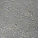 Animal tracks & wave ripples in siltstone