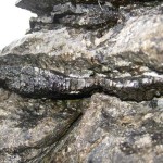 Chert in the Burren