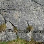 Chert in the limestone of the Burren