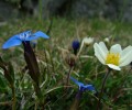 Burren Flowers