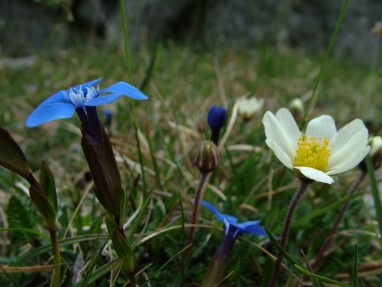 Spring Gentian and Mountain Aven