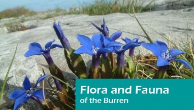 Flora and Fauna copy
