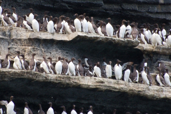 Birds-at-the-Cliffs-for-web