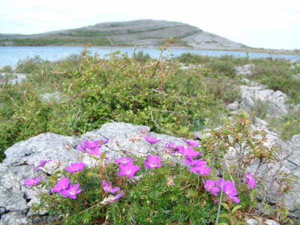 Burren National Park