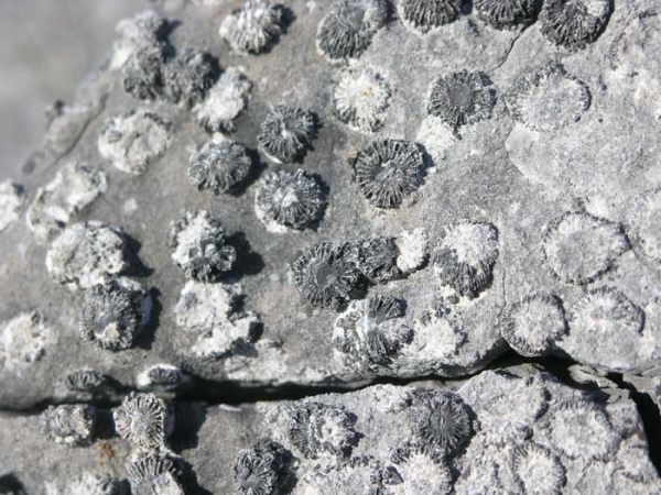 Fossils