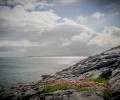 Limestone Coast and Flowers