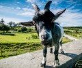 Vinnie the Goat on Doolin Cave Nature Trail