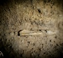 Fossil at Doolin Cave