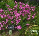 Doolin Cave Nature Trail