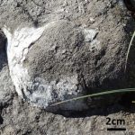 Brachiopod