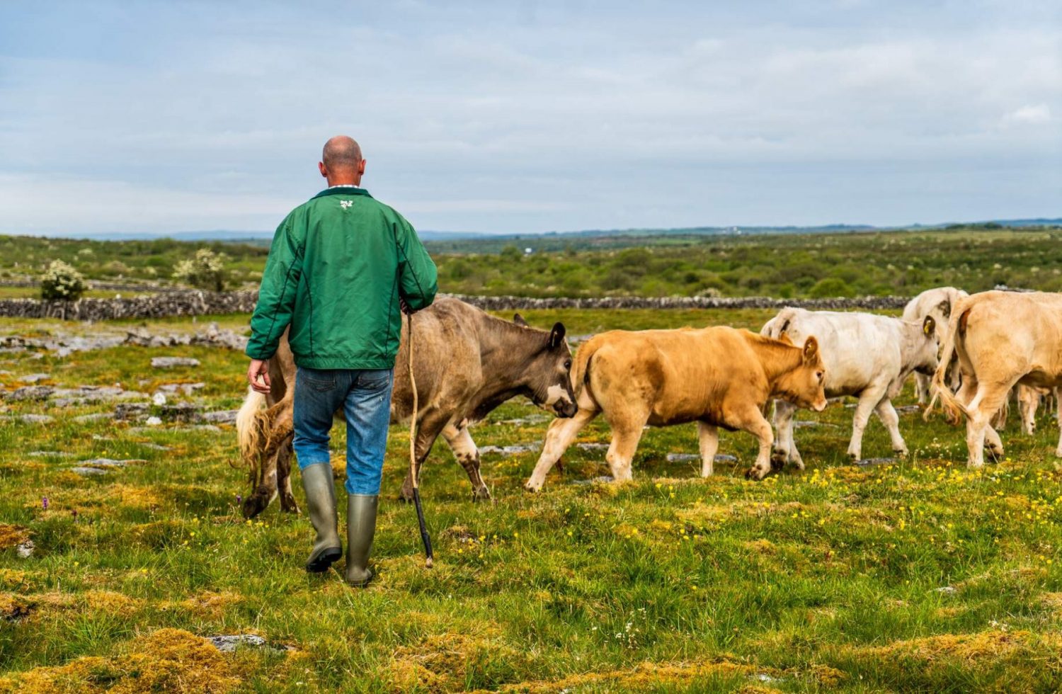 Burren Cattle Drive, The Burren, Co Clare_Web Size