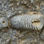 Crinoids