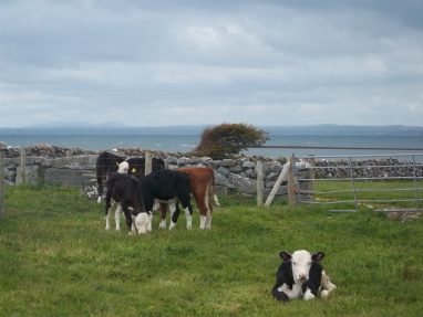 Linanlla Ice Cream Calves