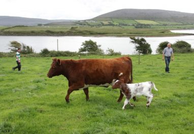 Linnalla Ice Cream - Cow and Calf