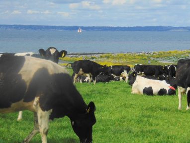 Linnalla Ice Cream - Cows at Flaggy Shore