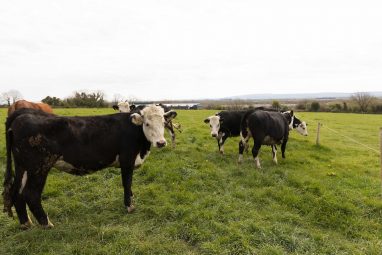 Burren Farm Experience - GEOfood