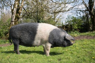 Burren Free Range Pork - GEOfood