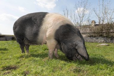 Burren Free Range Pork - GEOfood