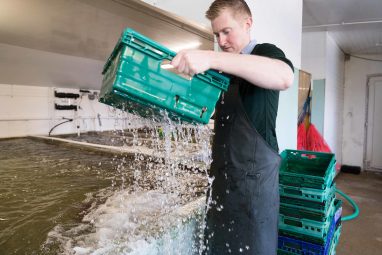 Flaggy Shore Oysters - GEOfood