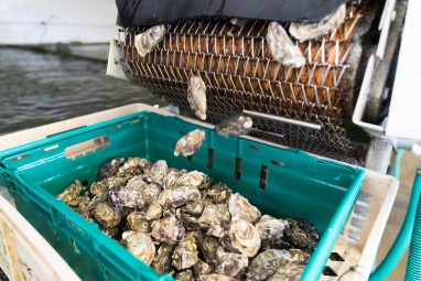 Flaggy Shore Oysters - GEOfood