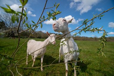 St. Tola Irish Goat Cheese