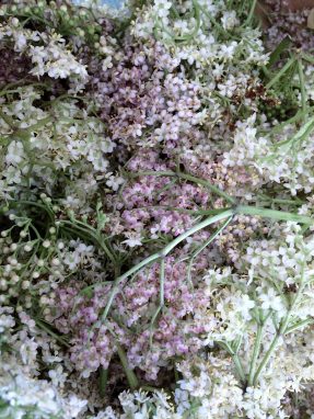 Wild Kitchen - Elderflower Fizz - GEOfood