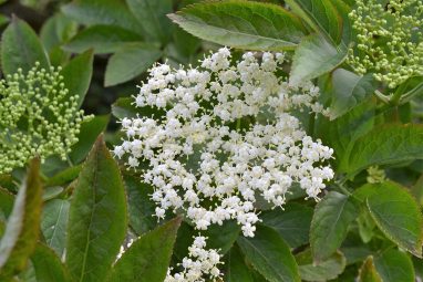 Wild Kitchen - Elderflower Fizz - GEOfood