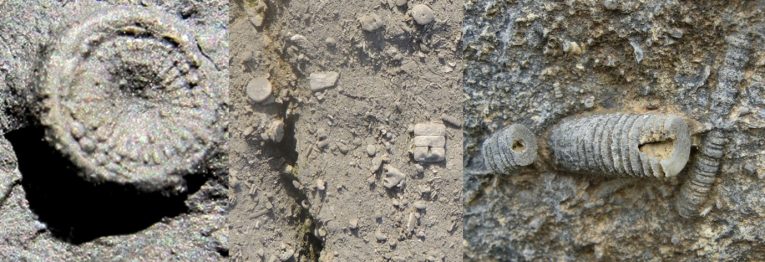 Fossil crinoids from the Burren. Left, fossil crinoid ossicle unique to Doolin; centre, typical preservation of crinoid bits; right, short section of intact stem.