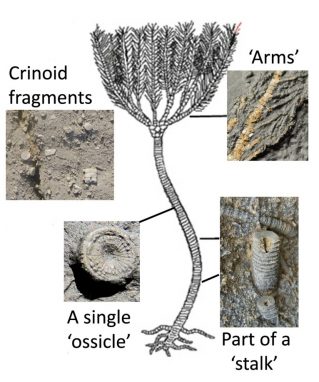 Crinoid - The complete Animal