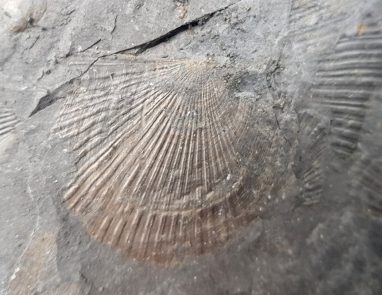 Fossil Identification Guide | The Burren and Cliffs of Moher UNESCO Global  Geopark