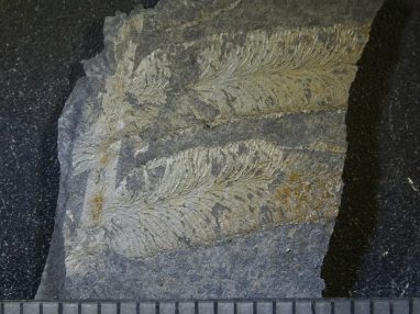 Fossil ferns