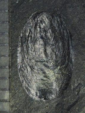 Lingulid brachiopods