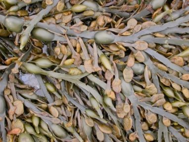 Bladderwrack