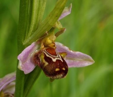 Ophrys apifera