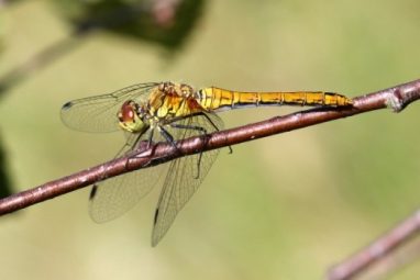 Sympetrum sanguineum