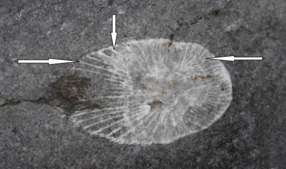 Fossil Identification Guide The Burren and Cliffs of Moher UNESCO