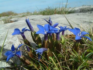 Gentian