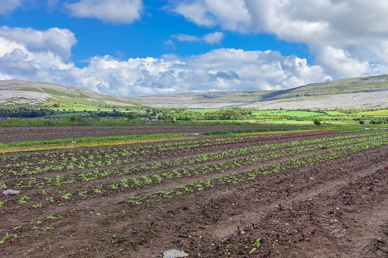 Celtic Salads - GEOfood