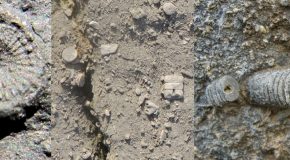 Fossil crinoids from the Burren. Left, fossil crinoid ossicle unique to Doolin; centre, typical preservation of crinoid bits; right, short section of intact stem.