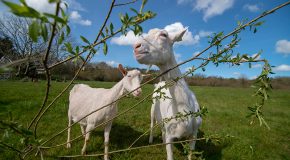 St. Tola Irish Goat Cheese