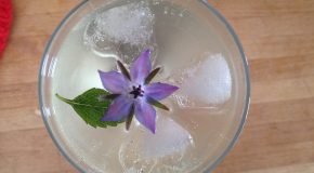 Wild Kitchen - Elderflower Fizz - GEOfood